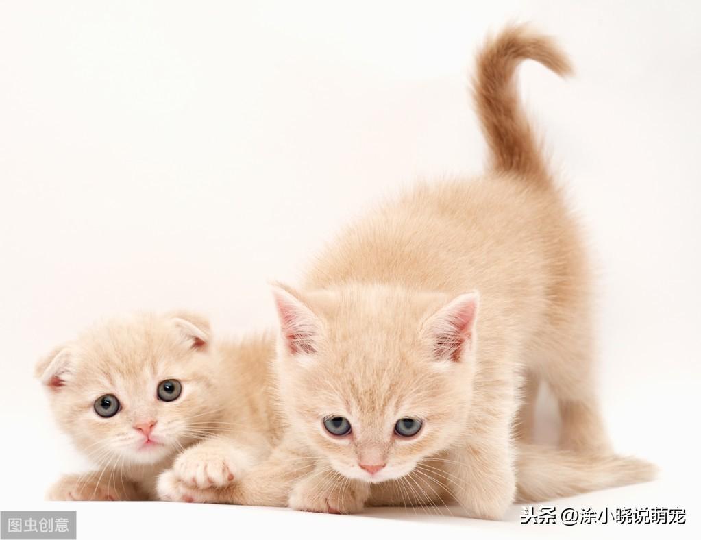 猫咪突然呕吐拉稀，可能是什么在作怪？