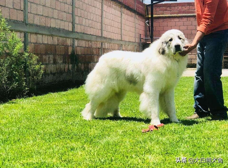 买车前到底该怎么看懂密密麻麻的汽车报价表？