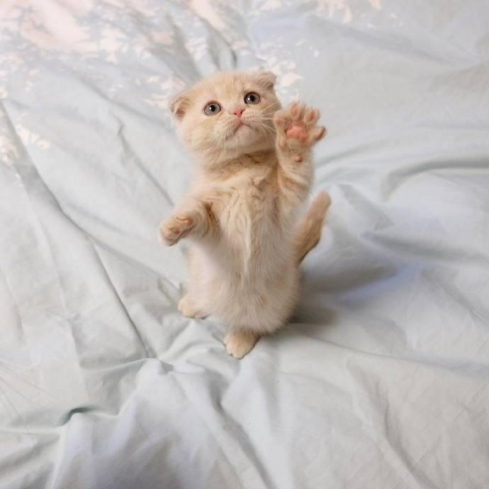 为什么别人家的猫咪照片总比你的可爱一百倍？