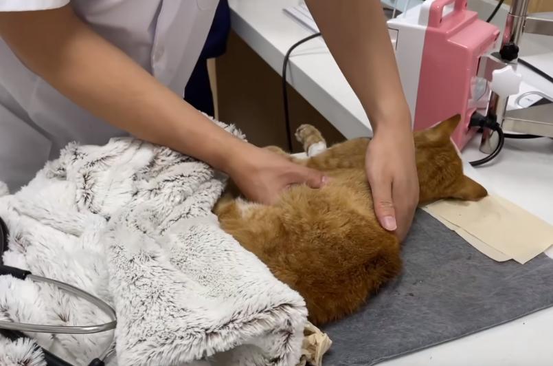 猫咪喘气像狗一样是中暑了吗? 猫咪喘气像狗一样是中暑了吗?