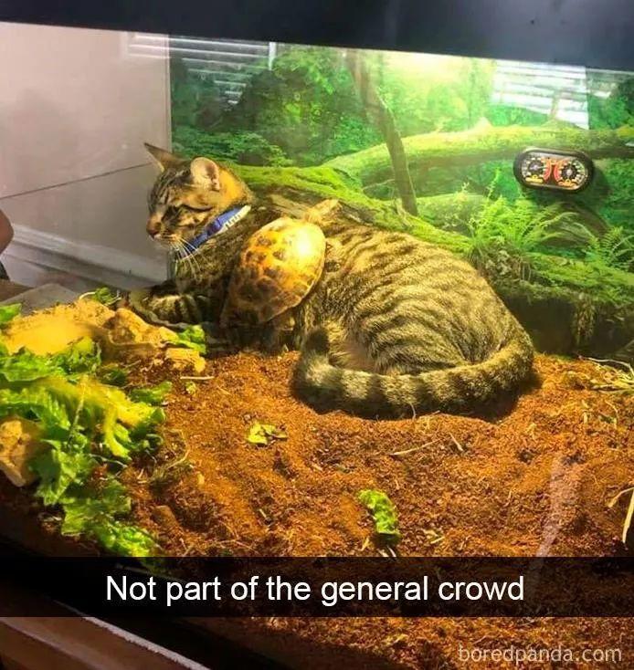 免费追剧的猫咪影视网站靠谱吗？