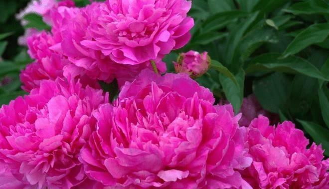 华人论坛mitbbs到底该怎么玩?新手必看攻略! 华人论坛mitbbs到底该怎么玩?新手必看攻略!