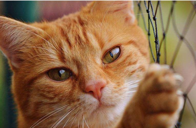 猫咪拉稀该喂什么药？新手必看紧急处理指南