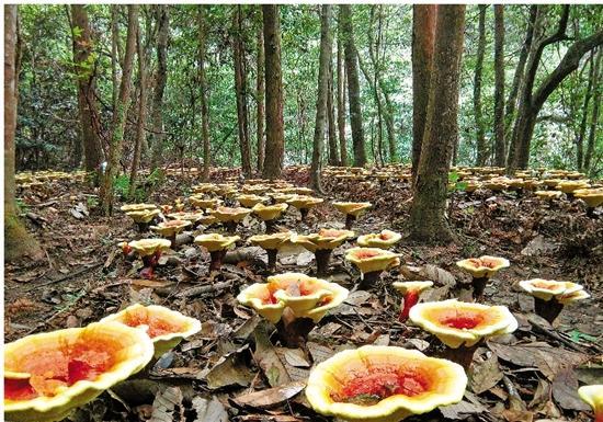 在澳洲生活到底该不该混华人论坛？