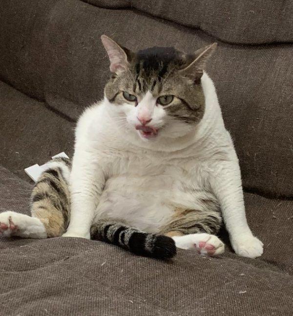 新手拍猫咪视频到底该从哪里下手？