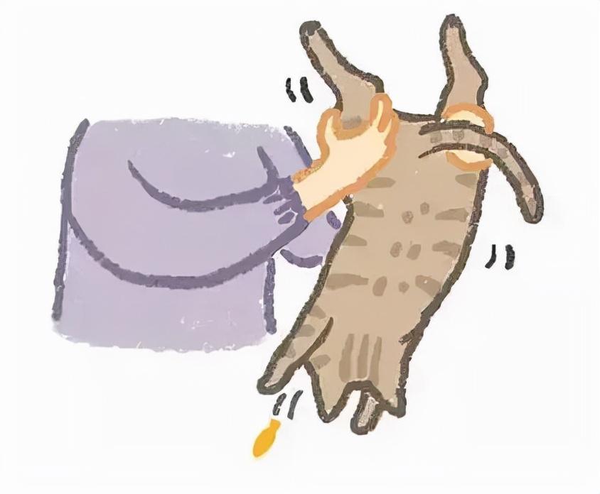 猫咪不吃不喝不拉？新手必看急救指南