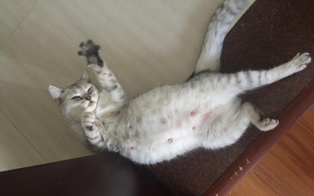 主子眼睛发红该不该自己滴眼药水? 主子眼睛发红该不该自己滴眼药水?