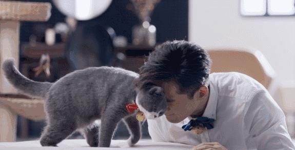 新版猫咪视频隐藏了多少你还没发现的玩法? 新版猫咪视频隐藏了多少你还没发现的玩法?