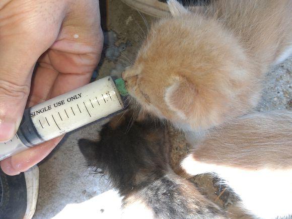 刚抱回家的奶猫能剪指甲吗？