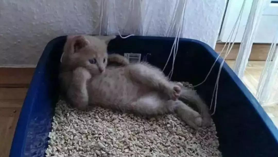 猫咪总发出嗯嗯声是在求救吗? 猫咪总发出嗯嗯声是在求救吗?