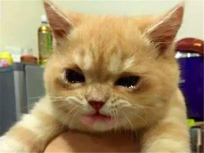 猫咪怀孕了能吃药解决吗？