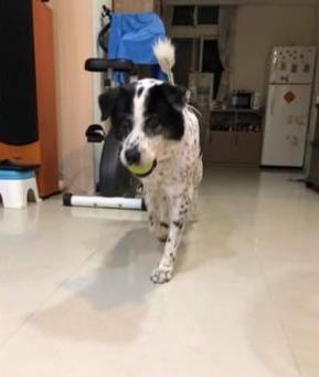 你家猫主子用的花露水可能是致命毒药？