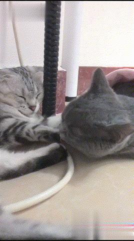 猫咪总挠头是不是生病了？