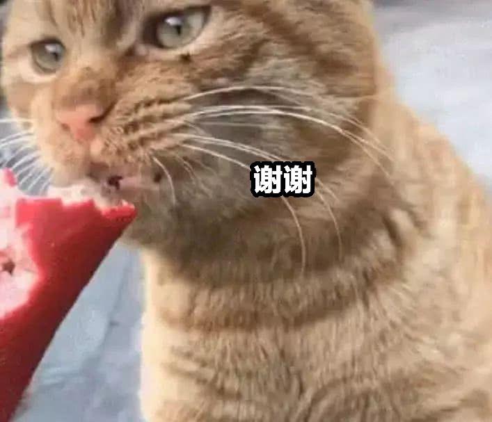 猫咪偷吃火腿肠会出事吗？
