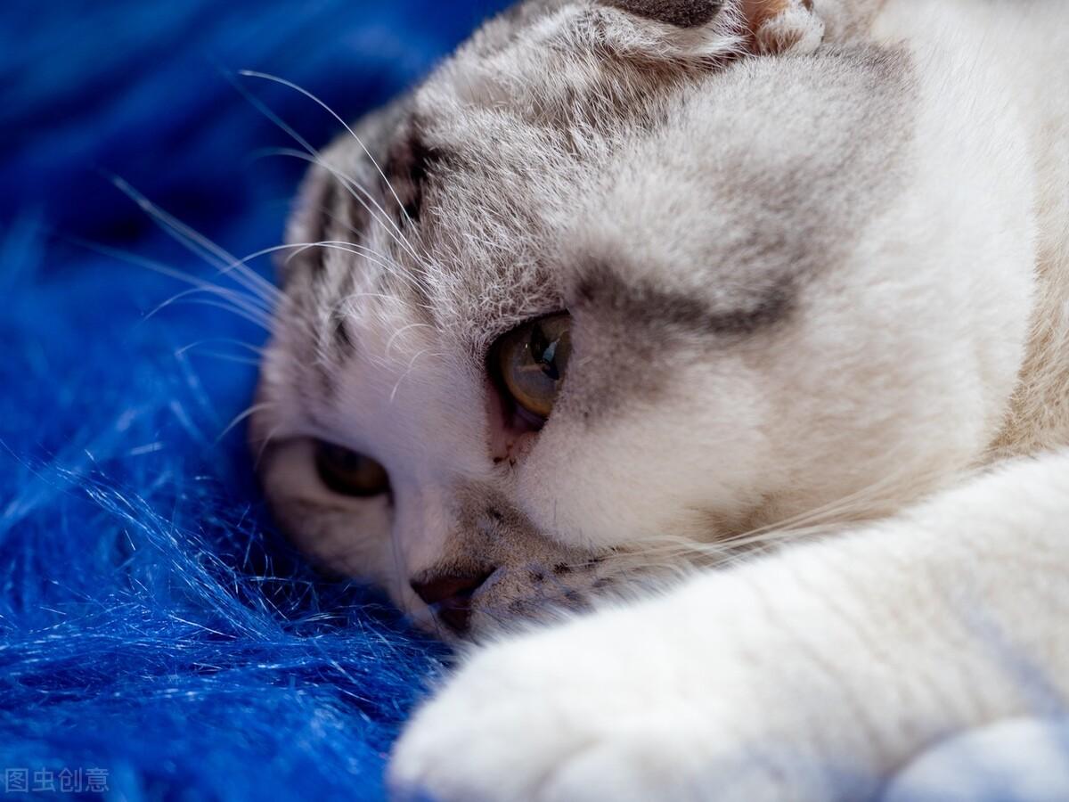 猫咪得了口炎会传染给其他猫吗? 猫咪得了口炎会传染给其他猫吗?