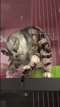 带猫坐动车会被拦在安检口吗？