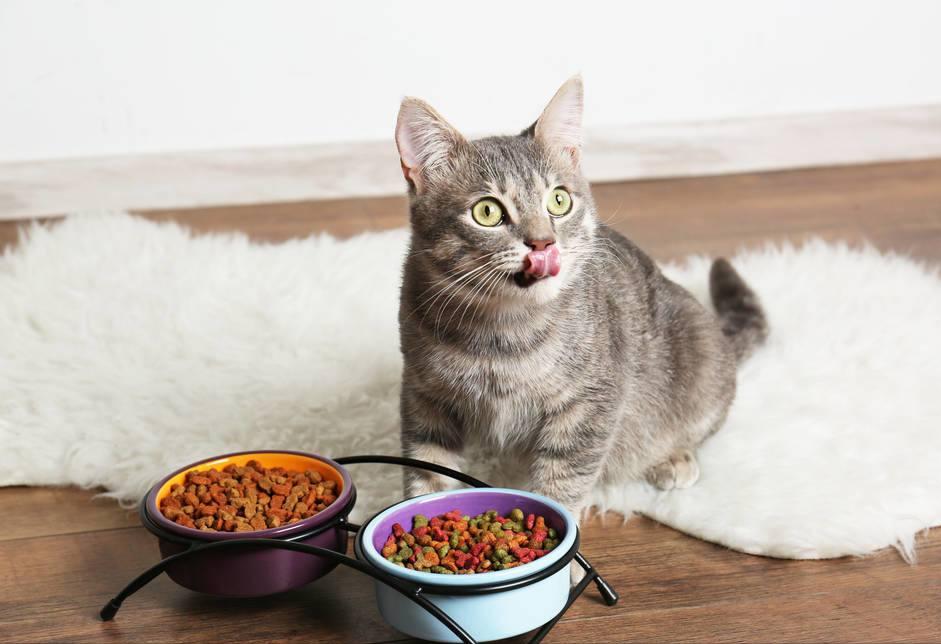 毛绒玩具猫到底怎么挑才不踩雷？