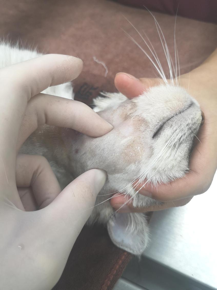 主子突然绝食是为哪般? 主子突然绝食是为哪般?