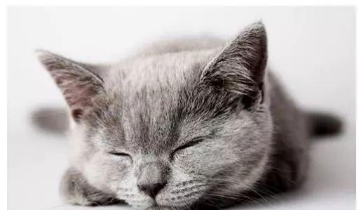 猫咪突然干呕还蔫了吧唧?这到底是咋回事啊? 猫咪突然干呕还蔫了吧唧?这到底是咋回事啊?