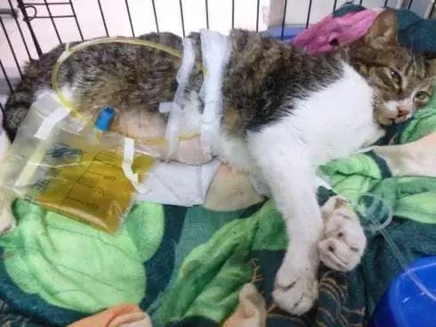 猫咪尿血能自己好起来吗？