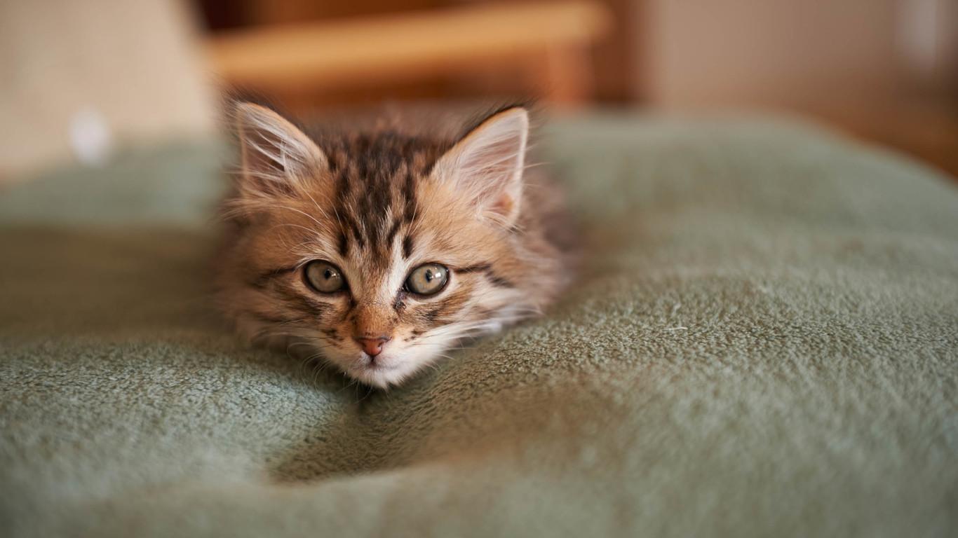 猫咪喘气像狗一样是中暑了吗? 猫咪喘气像狗一样是中暑了吗?