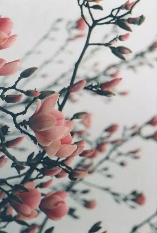 华人论坛hao365到底怎么用才能不踩坑? 华人论坛hao365到底怎么用才能不踩坑?