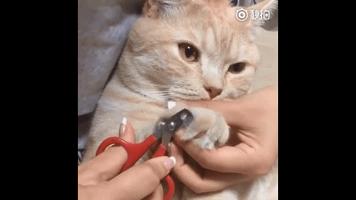 为什么你家猫主子突然变暴躁了？