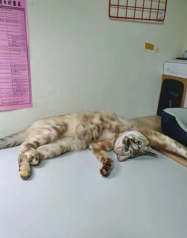 猫咪突然抖成震动模式?这到底是撒娇还是求救信号? 猫咪突然抖成震动模式?这到底是撒娇还是求救信号?