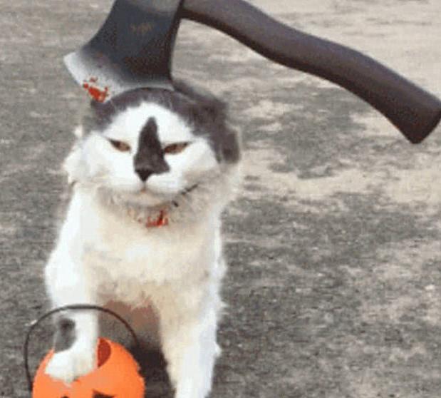 猫咪突然流血该怎么处理？