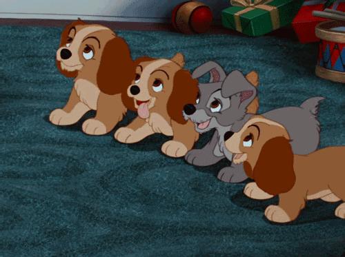 猫主子追自己尾巴转圈会摔成傻猫吗？