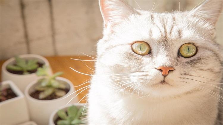 猫咪打喷嚏停不下来是生病了吗? 猫咪打喷嚏停不下来是生病了吗?