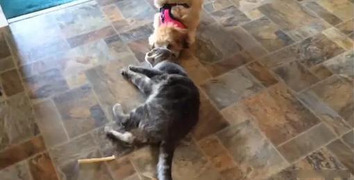 猫咪的 咪 字到底怎么写才对？