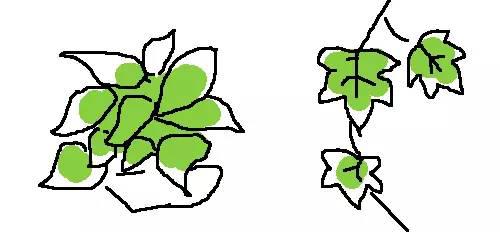 为什么我家猫总在啃绿萝？