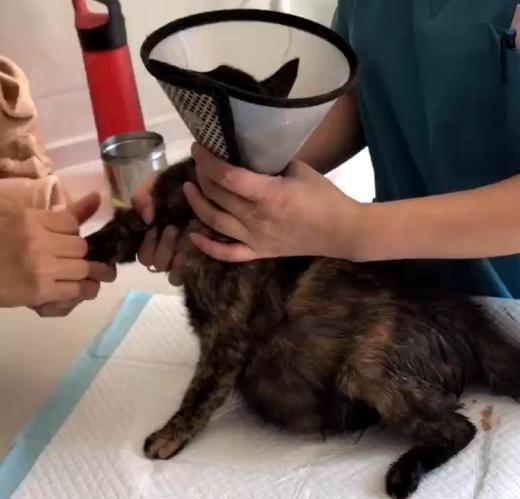 猫咪生产超过4小时还没动静?这7个信号说明要难产了! 猫咪生产超过4小时还没动静?这7个信号说明要难产了!