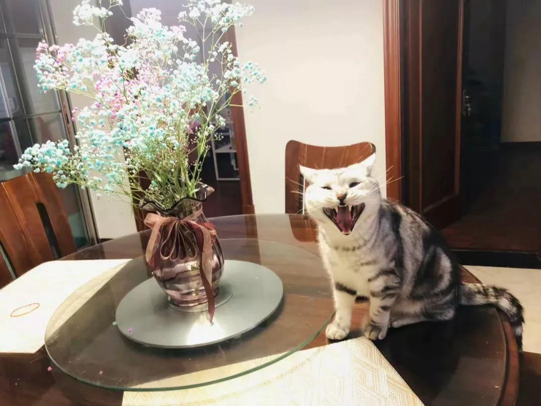 猫咪斗恶龙新手如何三天升到30级? 猫咪斗恶龙新手如何三天升到30级?