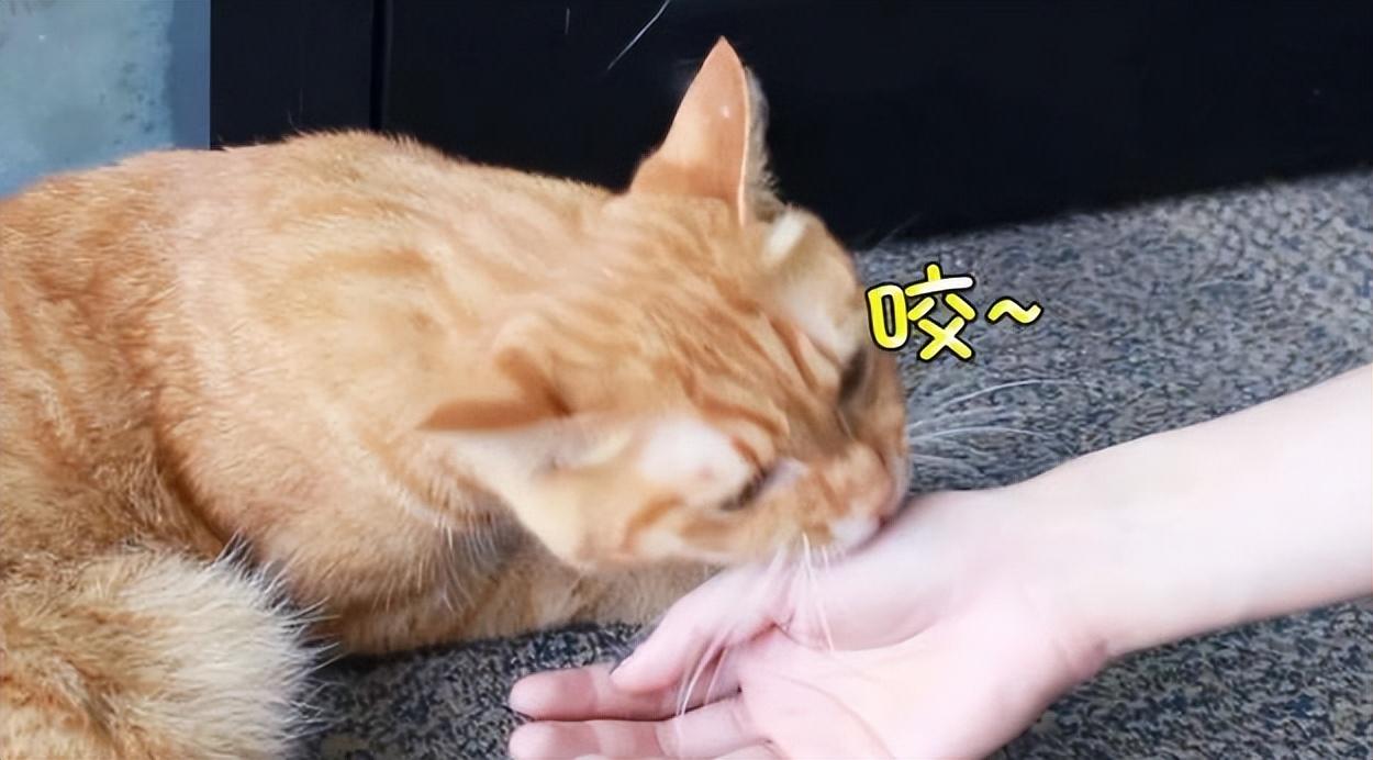 主子舔脸是嫌弃还是示爱？