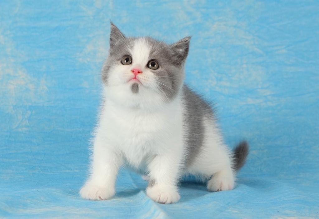 猫主子肚子鼓鼓的是怀了几胎？