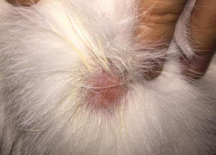 猫咪皮肤病涂药膏总不见好怎么办？