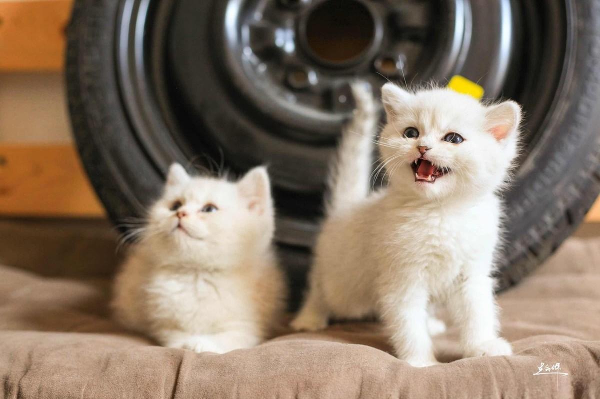 猫咪感冒了能自己扛过去吗？