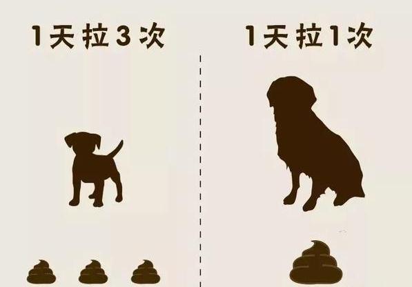 猫咪拉稀没精神？新手铲屎官如何应对突发状况？