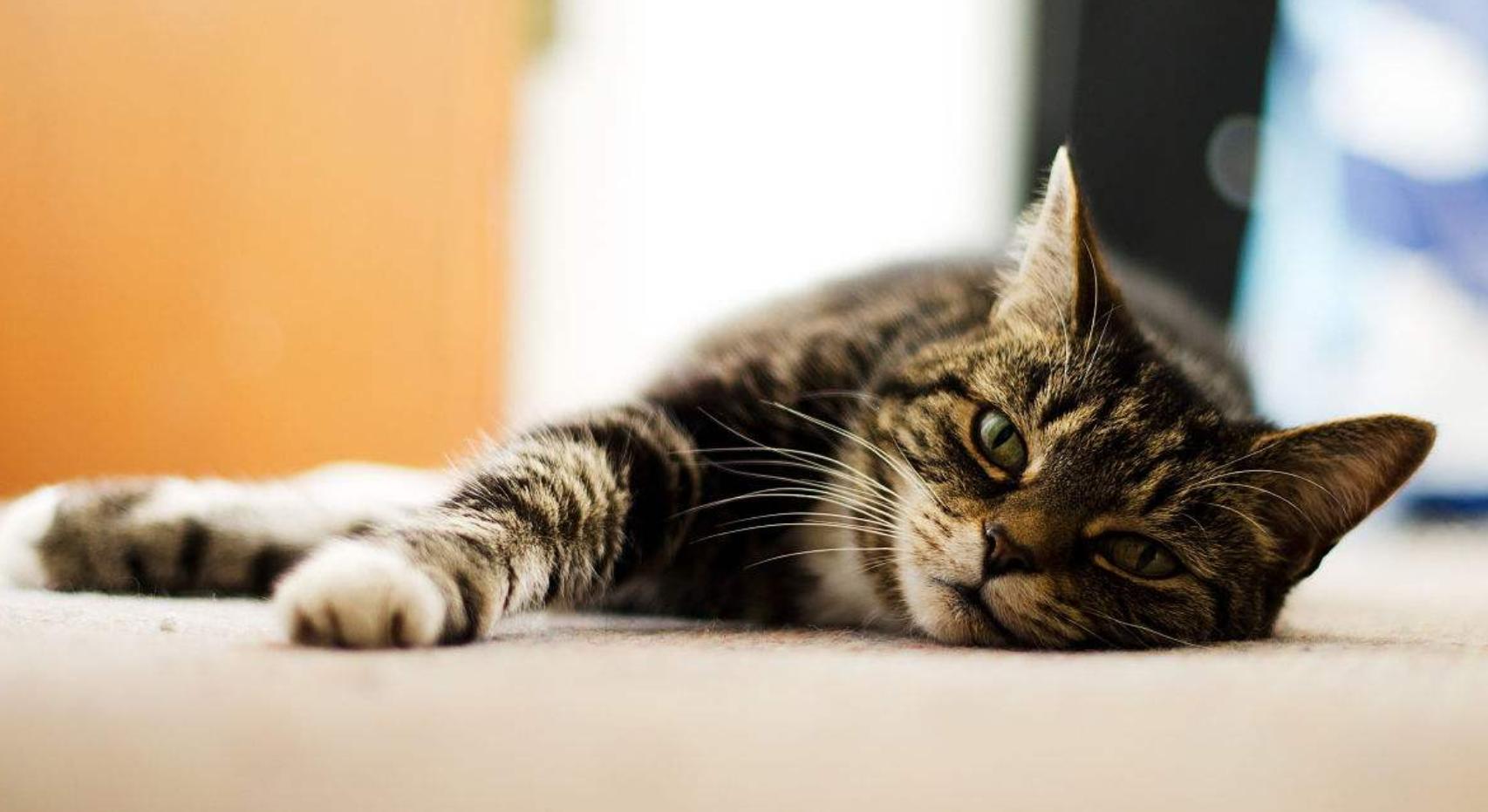 你家主子真能听懂你说话吗？