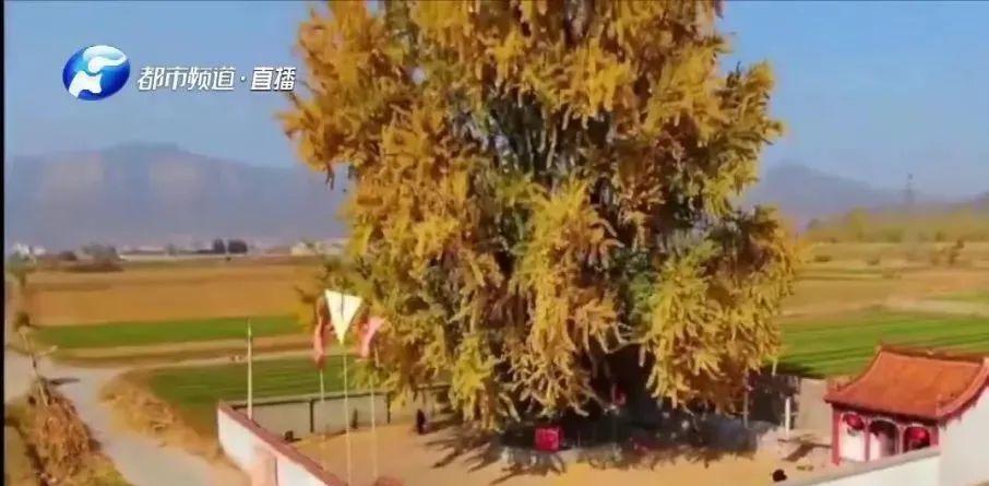 梦见别人送我东西,是吉兆还是厄运预警? 梦见别人送我东西,是吉兆还是厄运预警?