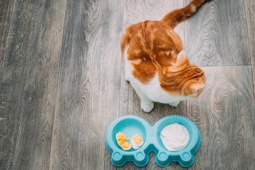 猫咪一换粮就吐？新手铲屎官踩了哪些雷？