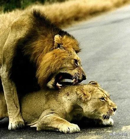 生日花语能当恋爱暗号使？