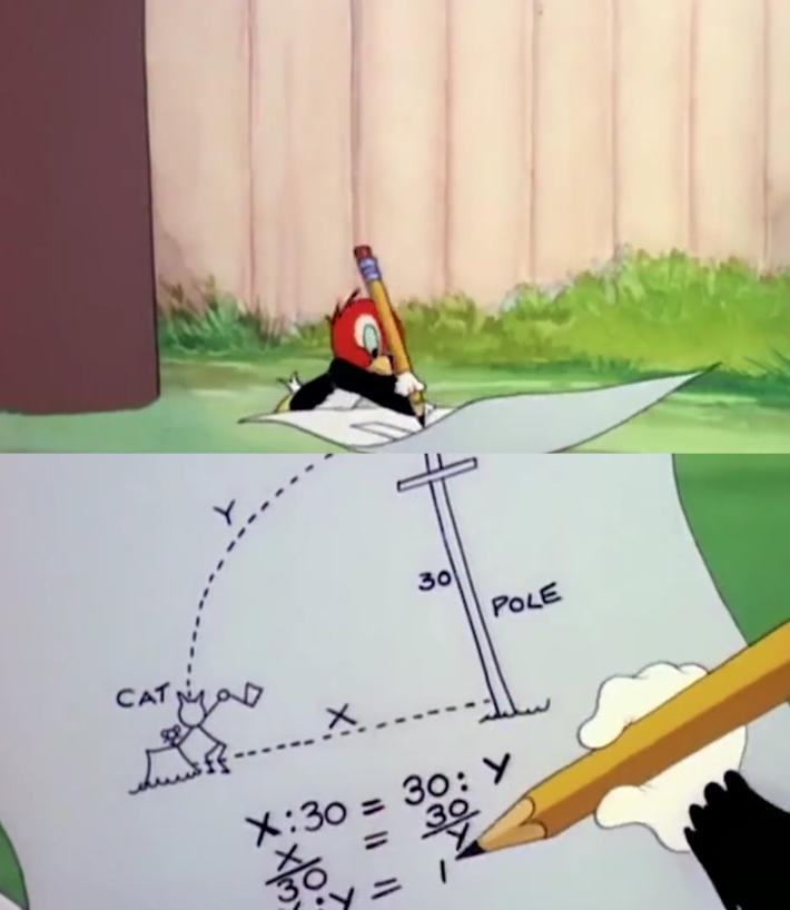 给猫做绝育到底是不是虐猫行为？