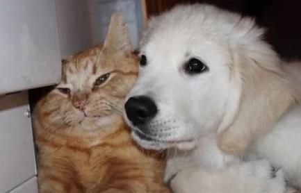 猫咪尾巴拍地是生气还是撒娇? 猫咪尾巴拍地是生气还是撒娇?