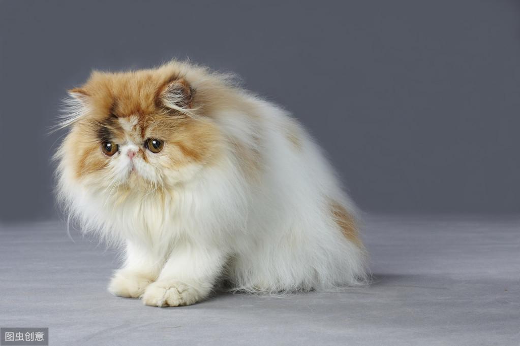 新手铲屎官必看！猫咪驱虫到底该买哪种药？