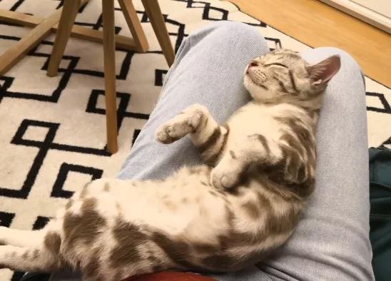 猫咪得了猫癣该用什么药？新手必看救命指南