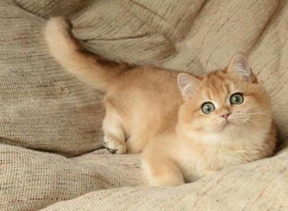 手残党也能学会丫丫编织挂件吗？