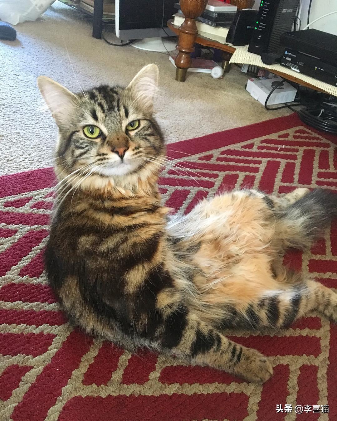 猫咪吐黄水还瘫着不动是中毒了吗? 猫咪吐黄水还瘫着不动是中毒了吗?